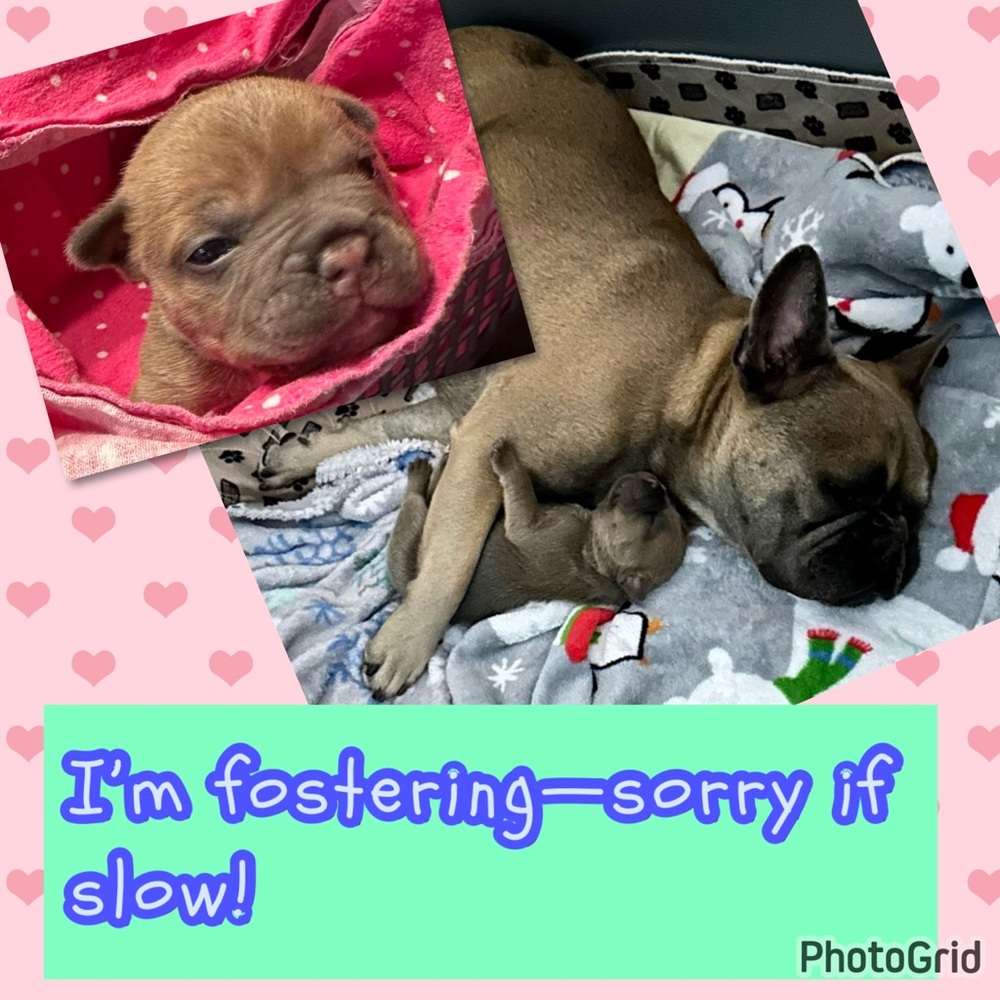 I’m fostering a momma frenchie & her puppy so I’m sorry if I’m slow! Thanks